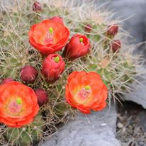 Photo 6 from FRIENDS OF NEVADA WILDERNESS