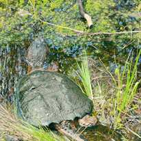 Photo 2 from Great Swamp Watershed Association