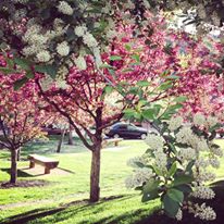 Photo 7 from SUMMIT LAND CONSERVANCY