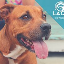 Photo 4 from Halifax Humane Society