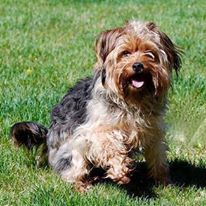 Photo 4 from High Sierra Animal Rescue