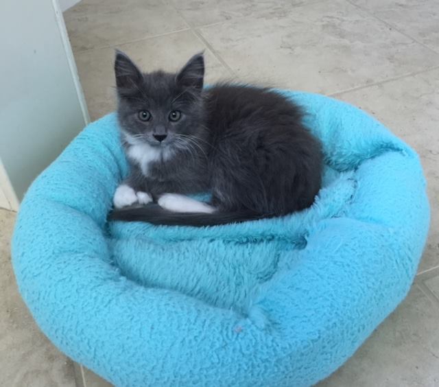 Photo 6 from FERAL FRIENDS COMMUNITY CAT ALLIANCE