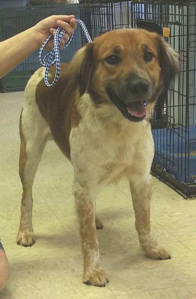 Photo 4 from HUMANE SOCIETY OF NOBLE COUNTY INC