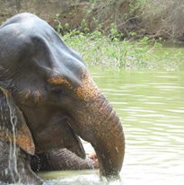 Photo 4 from HELP ANIMALS INDIA                                                    