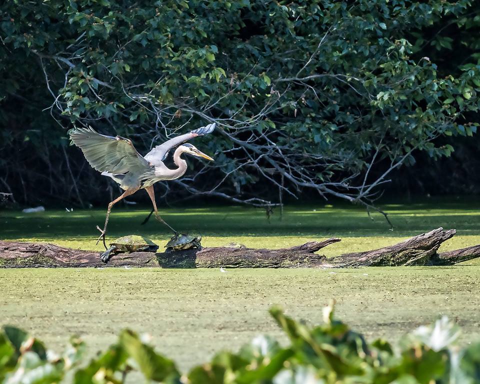 Photo 5 from Chesapeake Bay Foundation, Inc.