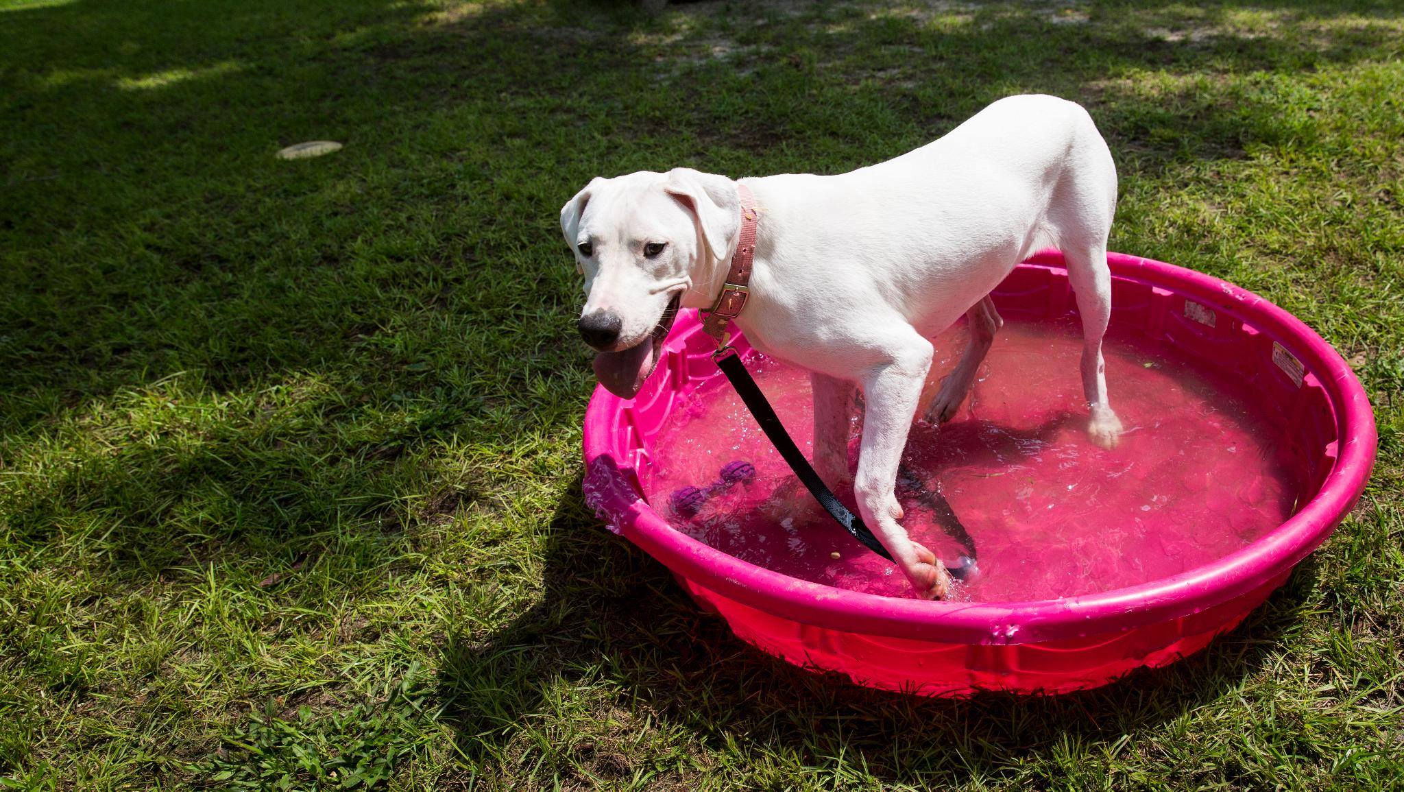 Photo 6 from Humane Society of The United States