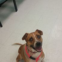 Photo 6 from Crossroads Pets - Shop and Adopt