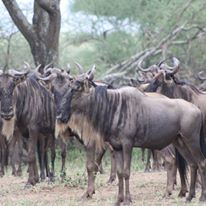 Photo 4 from The Naples Zoo