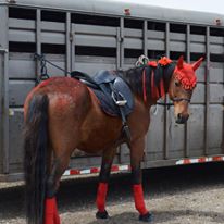 Photo 5 from Colorado Horse Rescue