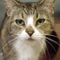 Photo 6 from Halifax Humane Society