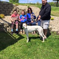 Photo 2 from Greyhounds Only, Inc.