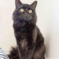 Photo 3 from TELLER COUNTY REGIONAL ANIMAL SHELTER