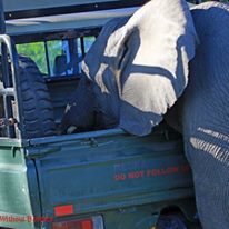 Photo 3 from Elephants Without Borders/EWB Inc.