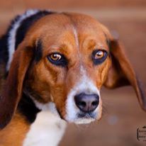 Photo 4 from TELLER COUNTY REGIONAL ANIMAL SHELTER