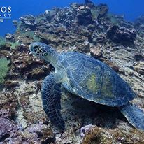 Photo 1 from Galapagos Conservancy