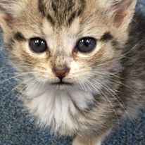 Photo 4 from SPCA of Franklin County