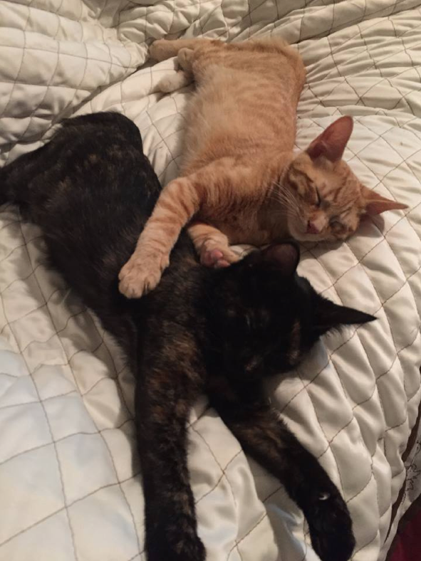 Photo 1 from FERAL FRIENDS COMMUNITY CAT ALLIANCE