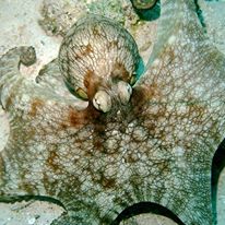 Photo 1 from CAPE ELEUTHERA INSTITUTE