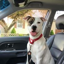 Photo 5 from Sanctuary At Haafsville