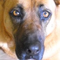 Photo 2 from Canine Adoption and Rescue League