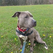 Photo 1 from Furbridge, Inc.