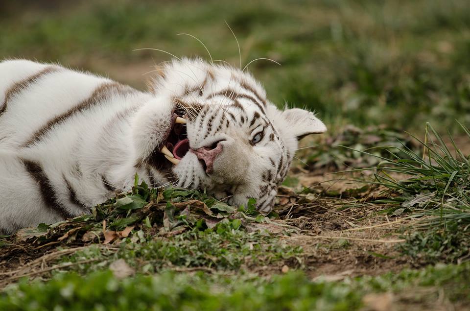 Photo 2 from National Tiger Sanctuary