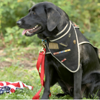 Photo 7 from SPCA of Franklin County