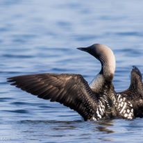 Photo 8 from North Cascades Institute