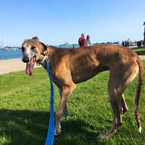 Photo 4 from Greyhounds Only, Inc.