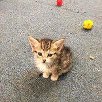 Photo 6 from SPCA of Franklin County