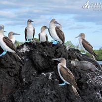 Photo 6 from Galapagos Conservancy