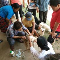 Photo 5 from HELP ANIMALS INDIA                                                    