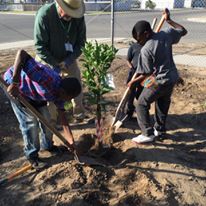 Photo 1 from TREE FRESNO