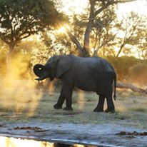 Photo 2 from Elephants Without Borders/EWB Inc.