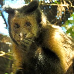 Photo 6 from JUNGLE FRIENDS PRIMATE SANCTUARY INC