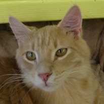 Photo 3 from Evergreen Animal Protective League