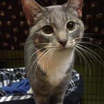 Photo 5 from Tabby Town-FRIENDS FOR FELINES INC