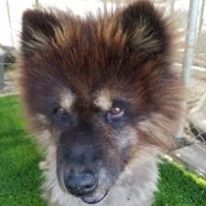 Photo 1 from Canine Adoption and Rescue League