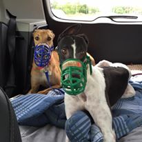 Photo 3 from Greyhounds Only, Inc.