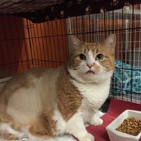 Photo 1 from Tabby Town-FRIENDS FOR FELINES INC