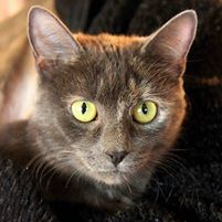 Photo 5 from Community Animal Rescue Effort - C.A.R.E.