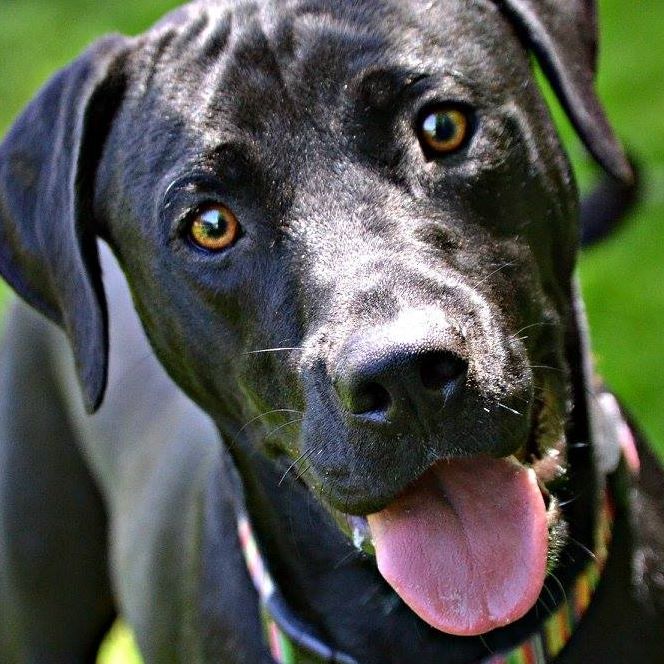 Photo 2 from DELTA ANIMAL SHELTER