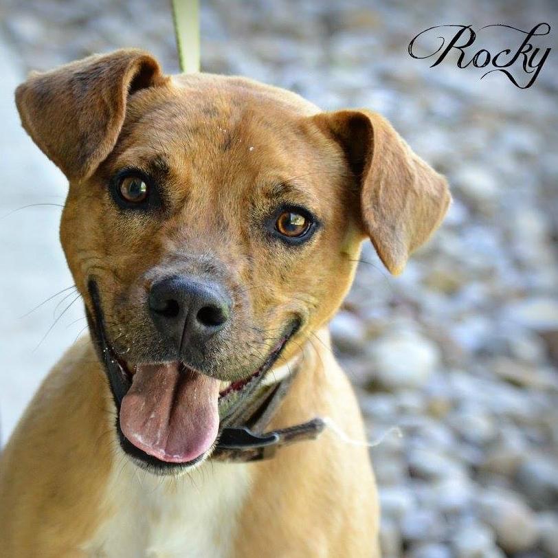 Photo 5 from DELTA ANIMAL SHELTER