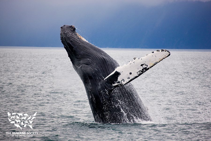 Photo 7 from Humane Society of The United States