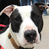 Photo 6 from Community Animal Rescue Effort - C.A.R.E.