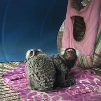 Photo 2 from JUNGLE FRIENDS PRIMATE SANCTUARY INC