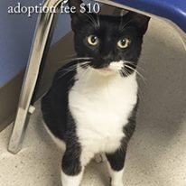 Photo 2 from Cat Adoption Team