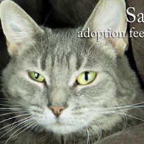 Photo 3 from Cat Adoption Team