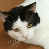 Photo 4 from Tabby Town-FRIENDS FOR FELINES INC