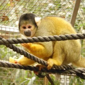 Photo 5 from JUNGLE FRIENDS PRIMATE SANCTUARY INC